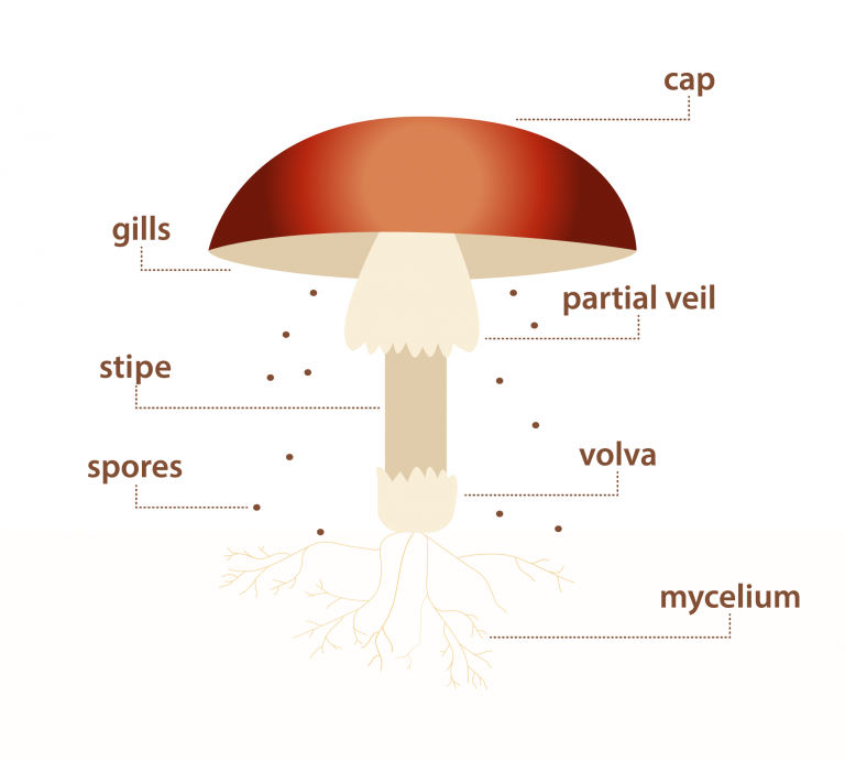 Grzyby po angielsku Rodzaje, budowa grzyba Słownictwo ELLA