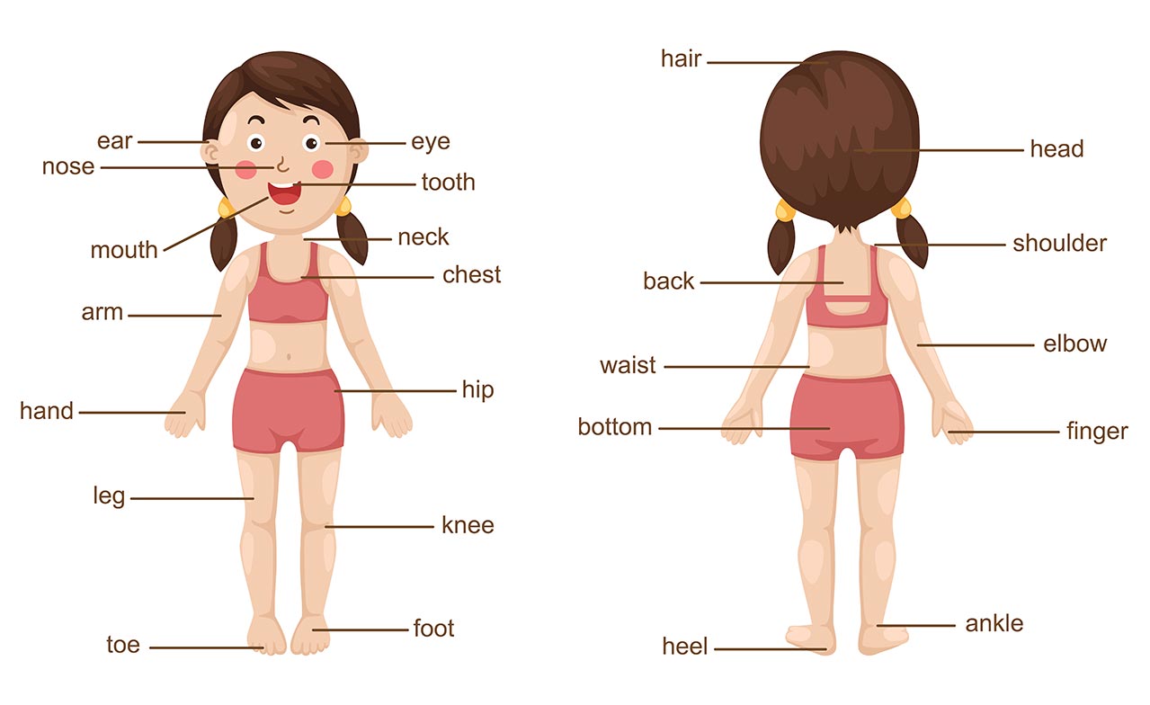Części ciała po angielsku | Body parts: vocabulary | ELLA