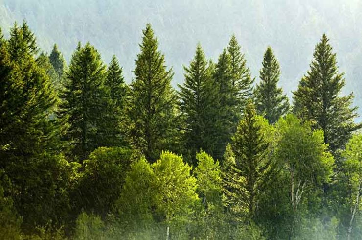 vs wood