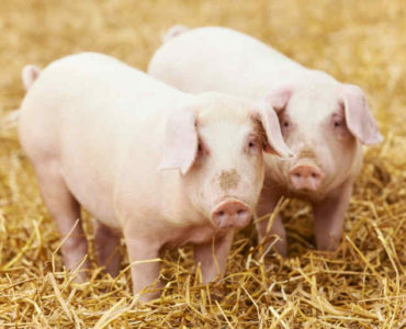 Pig Idioms