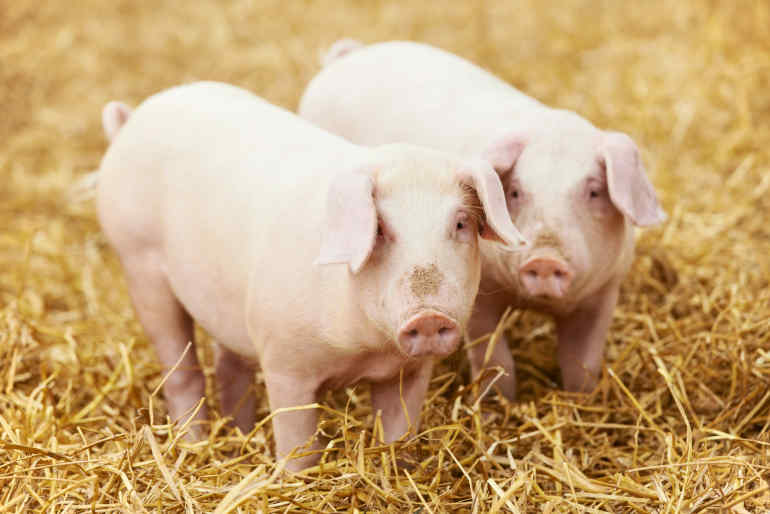 Pig Idioms